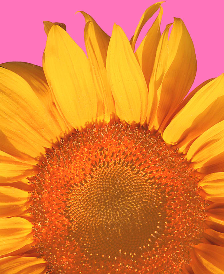 A vibrant sunflower with bright yellow petals and an orange center fills the foreground against a solid pink background.