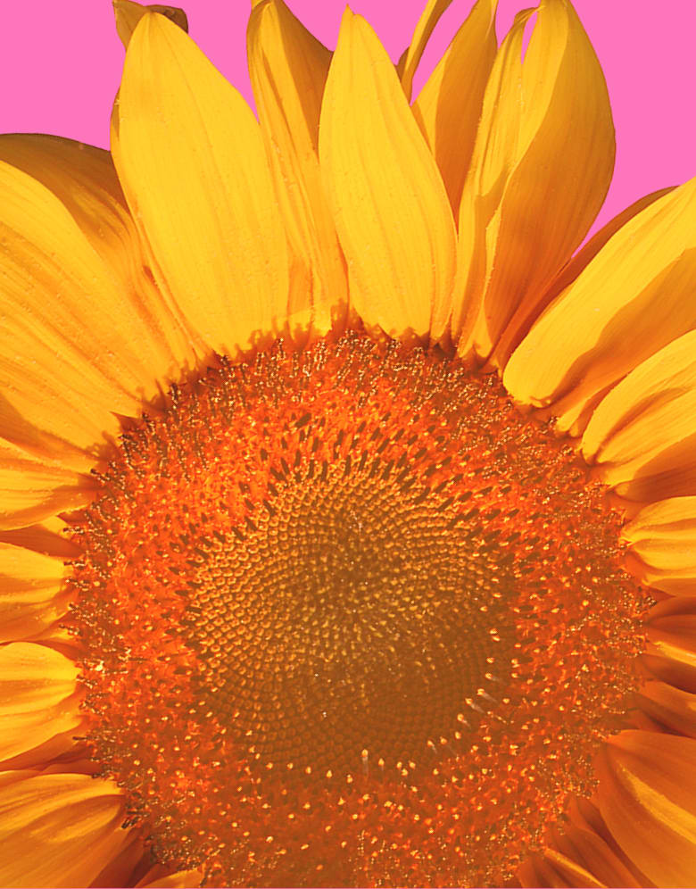 A vibrant sunflower with bright yellow petals and an orange center fills the foreground against a solid pink background.
