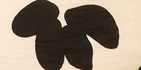 Wide Leg Pant
