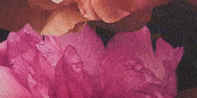 Cheeky Brief Panty